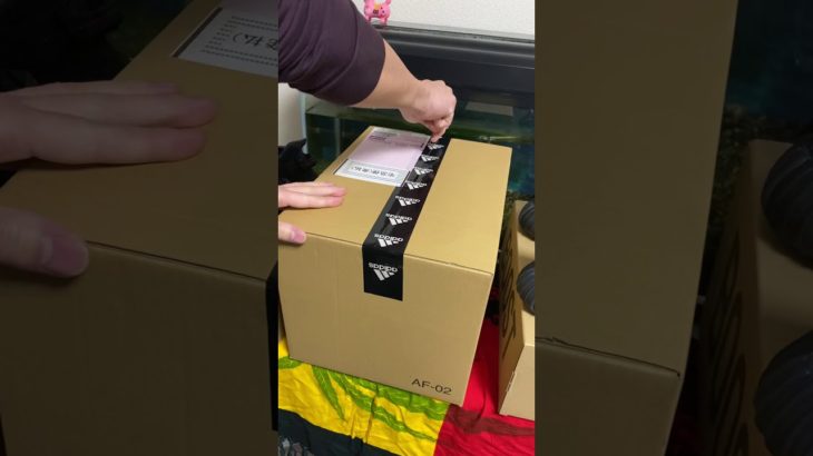 Unboxing yeezy boots 350 V2 “black”