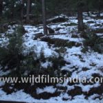 Snowfall in Landour, Mussoorie : walking the cemetery road on the north face