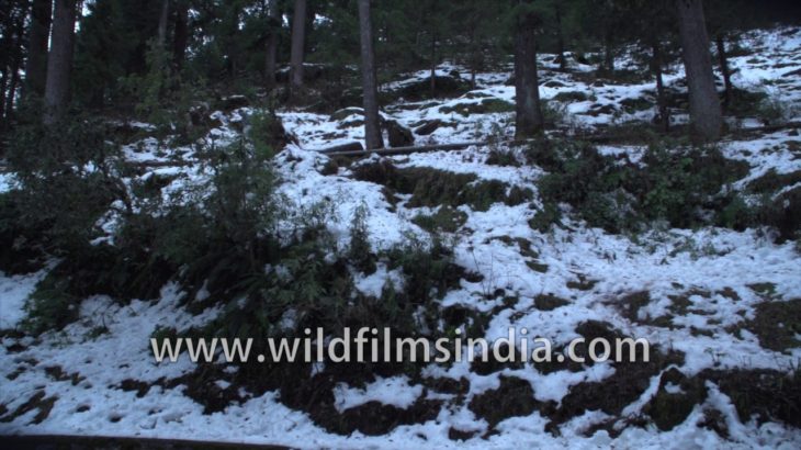 Snowfall in Landour, Mussoorie : walking the cemetery road on the north face