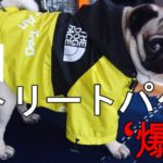 〈レビュー〉犬用  THE NORTH FACE × Supreme コラボのジャケット??を紹介します。（THE DOG FACE、PUPREME）