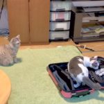 スーツケースと見守る（邪魔する）猫【可愛い猫の多頭飼いに癒される】