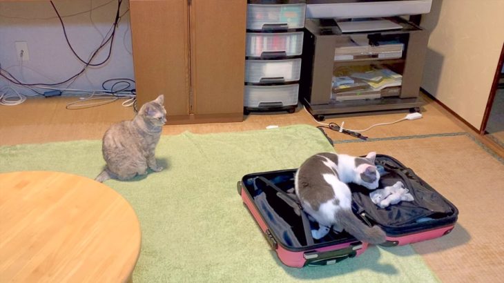 スーツケースと見守る（邪魔する）猫【可愛い猫の多頭飼いに癒される】