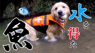泳げない犬もライフジャケットを着れば泳げるはず！