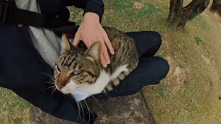 《猫動画》いきなりジャケットの中を攻撃するキジシロ猫ちゃん、最終的にひざの上に乗ってくつろぎはじめる《Insta360 one x2》
