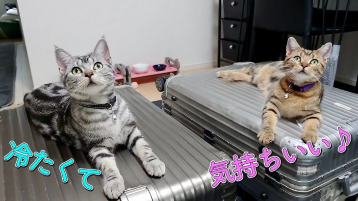 【夏バテ対策】アルミ製のスーツケースの上で涼む猫 Cool Cat’s Body on RIMOWA【アメリカンショートヘア】子猫 リモワ
