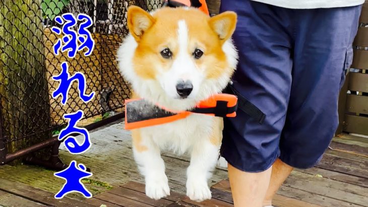 【犬】ライフジャケットを着ても溺れる犬Drowning dog【コーギー】
