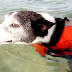 沖縄　恩納村の美しい海で、ライフジャケットを着てマジ泳ぎする犬