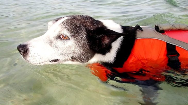 沖縄　恩納村の美しい海で、ライフジャケットを着てマジ泳ぎする犬