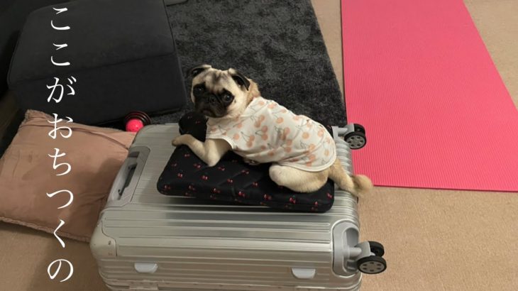 スーツケースの上が好き