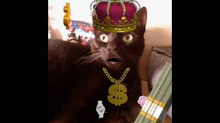 Funny rapper cat Lando spitting Yeezy 🤣😂😹🎤🎧