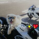 ＃クシタニ北九州店＃スクリプトジャケット＃新型隼＃Hayabusa＃可愛い犬