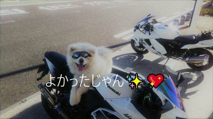 ＃クシタニ北九州店＃スクリプトジャケット＃新型隼＃Hayabusa＃可愛い犬