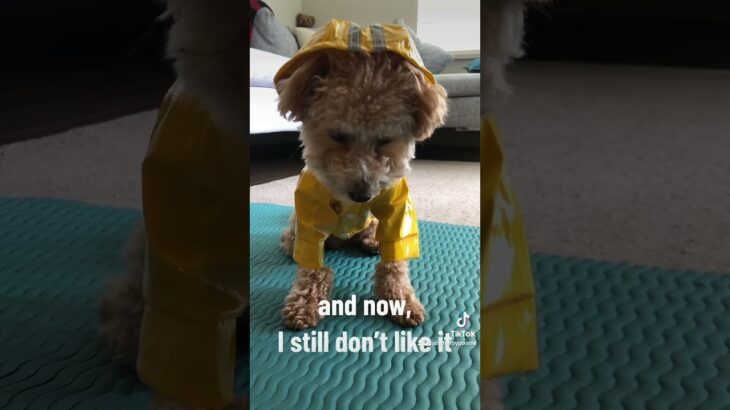 My rain jacket 【レインジャケット】 #トイプードル #toypoodle #dog #lifewithdog #zuzu  #といぷー #犬のいる生活 #ズーズー #ZUZU