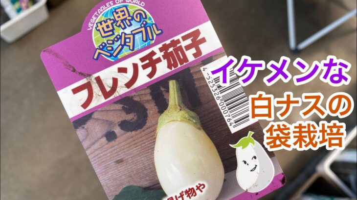イケメンなジャケット 白ナス 袋栽培  White eggplant. Bag cultivation in Japan.