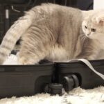 Cat exploring suitcase/スーツケースを探索する猫