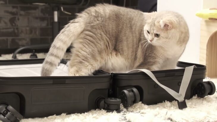 Cat exploring suitcase/スーツケースを探索する猫