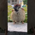 真夏に、ダウンジャケットを着こなすチュン✨ A sparrow that looks like it’s wearing a down jacket