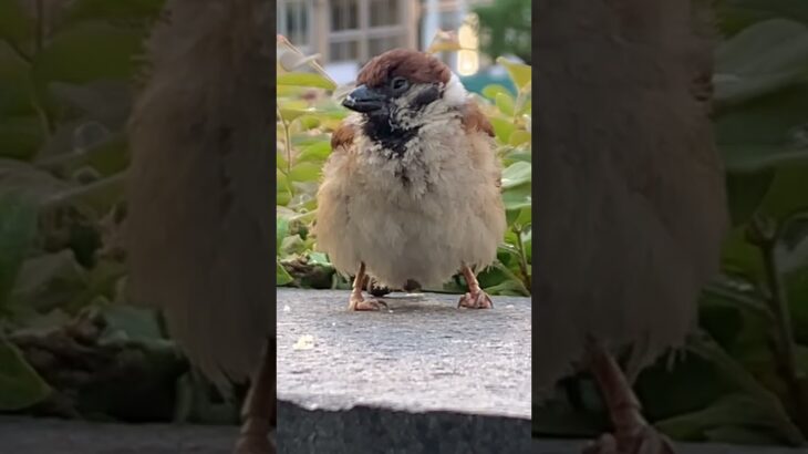 真夏に、ダウンジャケットを着こなすチュン✨ A sparrow that looks like it’s wearing a down jacket