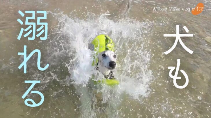 犬は意外と泳げない。犬用ライフジャケットを付けよう！【Xperia5Ⅳで撮影】　#135