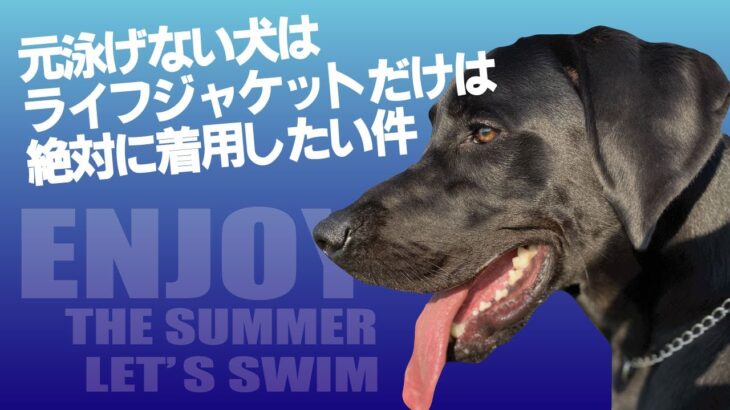 元泳げない犬はライフジャケットだけは絶対に着用したい件