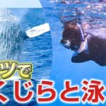 【挑戦】徳之島の海でスーツを着てクジラと泳げるのか！？【オーダースーツSADA】【さだ社長】