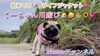 くーちゃん川遊び🐶❤️🏊‍♂️初めてのライフジャケット🏊‍♂️🐶💕🌻#パグ#pug#犬のいる暮らし #かわいい犬