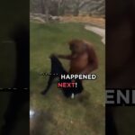 🦧 Orangutan Steals Jacket #viralvideo #viral