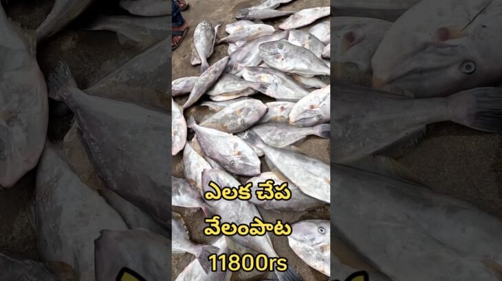 Rabber fish 🐟 || ఎలుక చేప || leather jacket fish || చుంచు చేప || sea fish #trending #viral #shorts