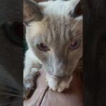Siamese Kitten Ruins My Ralph Lauren Polo Leather Jacket!! 😭😻