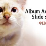 【アルバムジャケット編 3】猫Ver.スライドショー【Album Artwork Slide show 3】今日のねこさん。