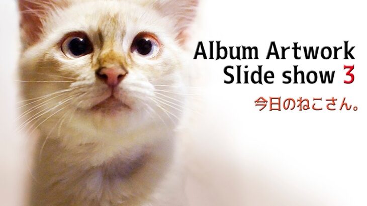【アルバムジャケット編 3】猫Ver.スライドショー【Album Artwork Slide show 3】今日のねこさん。