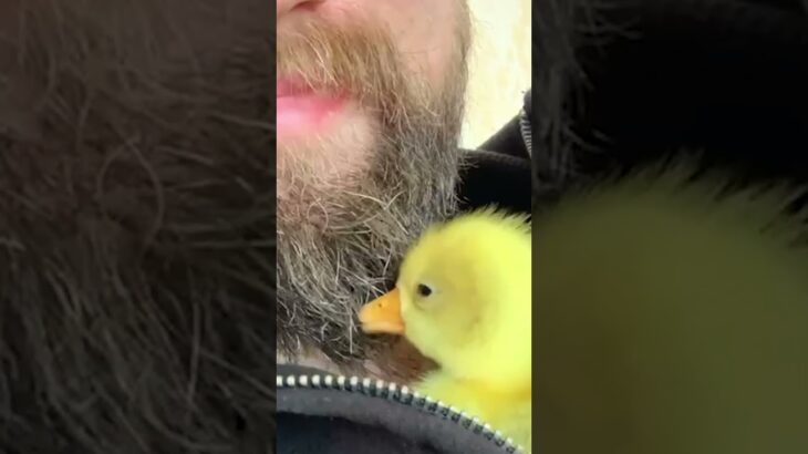 Cute Chicks Hide Inside Dad’s Jacket