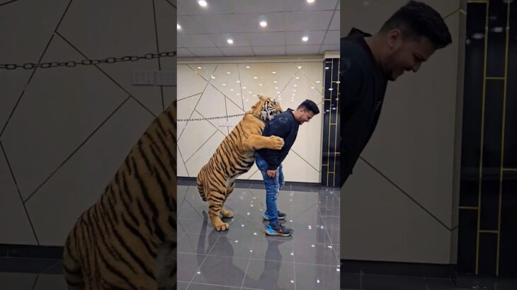 Tiger Wants to Play with My Jacket | Nouman Hassan |