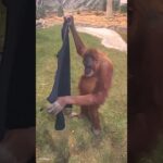 Orangutan puts on man’s jacket. So cute!