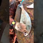 Leather Jacket Fish Cutting Skills#লেদার জেকেট মাছ কাঁটা#viral#shortsvideo#