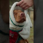 Trekking fleece jacket – excellent restitution dog jacket