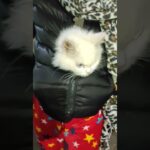 haan ye new jacket h😂😂#cat #song #newsong #trending
