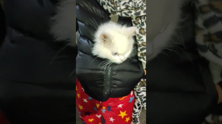haan ye new jacket h😂😂#cat #song #newsong #trending