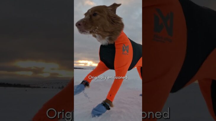 Meet our NEW Phoenix dog jacket!