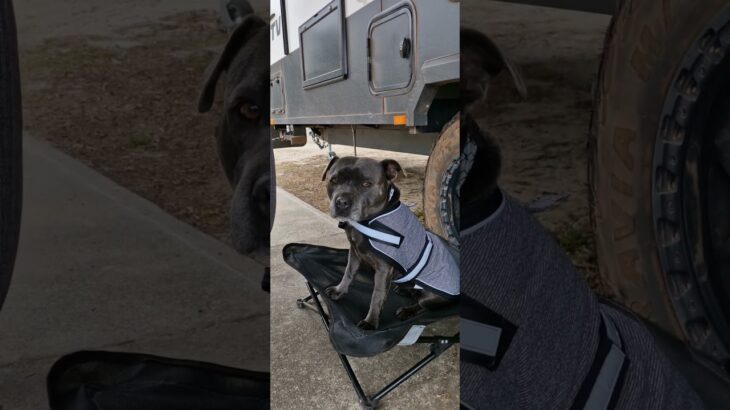INDEE GETS A NEW WINTER JACKET & BED THANKS MUM IM NO LONGER A POPSICLE #bluestaffy#travelwithdogs