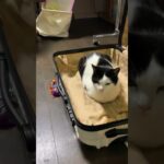 スーツケースでお留守番していた猫．ありがとう。