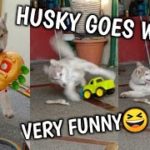 PUPPY GOES CRAZY OVER TOYS | YEEZY THE HUSKY | VERY CUTE ❤️