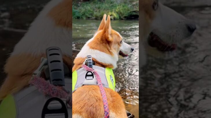 コーギーライフジャケット着て#コーギー #corgi #いぬ
