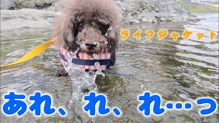 ライフジャケットを着せて川に入ったら超予想外過ぎる事が起きました【わんこと川遊び】[水中撮影もあります]【11歳トイプードル】