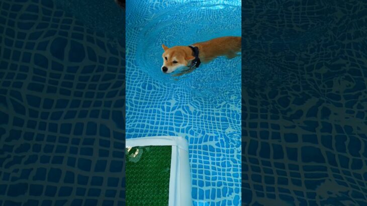 泳ぐ柴犬！　ライフジャケット無しで泳げるようになった！　#毎日げんちゃん　　 #げんちゃん生後21ヶ月 #柴犬　#shibainu　