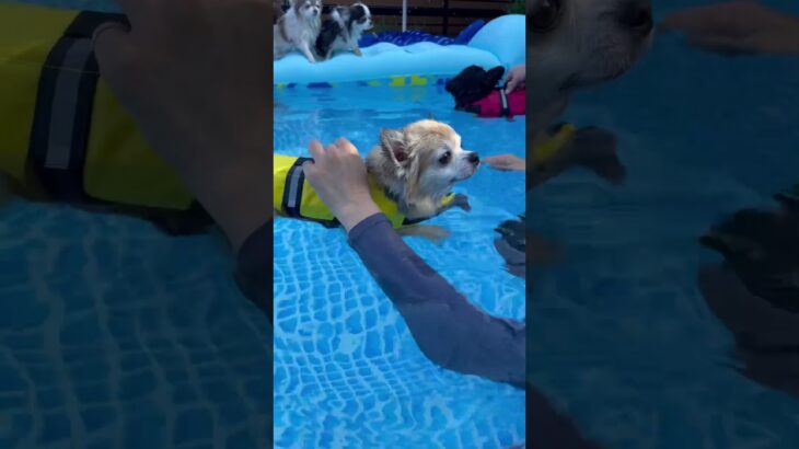 ライフジャケットへの信頼度が高すぎて犬かきを忘れるわんこ #chihuahua   #チワワ #夏休み #プール #www #short #shorts