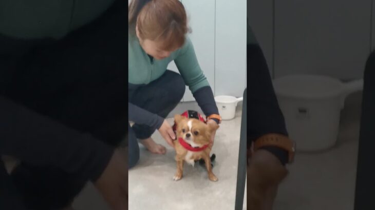 ライフジャケットつけて、いざ水泳教室へ  #chihuahua#swimming#チワワ多頭飼い#水泳教室