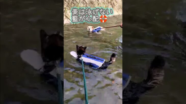 🌧️夕立の前に⛈️　#柴犬　#夏休み　#ライフジャケット　#川遊び