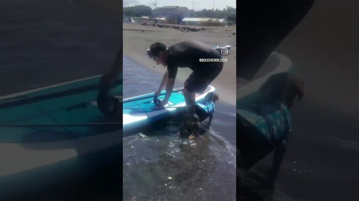 ライフジャケット着て海を泳いだよ！ちゃんと泳げるんだ！　I can swim in the sea. #pets #海 #いぬのいる生活