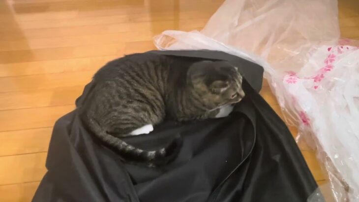 スーツになりたいれもん